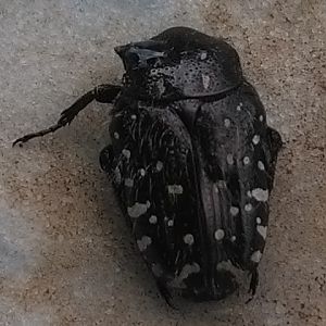 Oxythyrea funesta (Cetoniella) su Rosa 23/5/2018