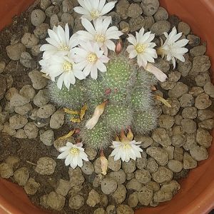 Rebutia Albiflora