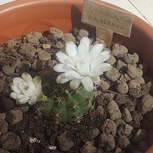 Gymnocalycium Anisitsii