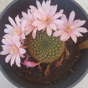 Rebutia Narvaecensis