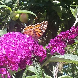 Issoria larhonia su Buddleja