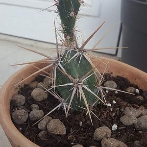 Opuntia Invicta