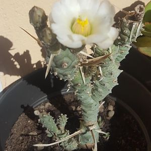 Opuntia Articulata