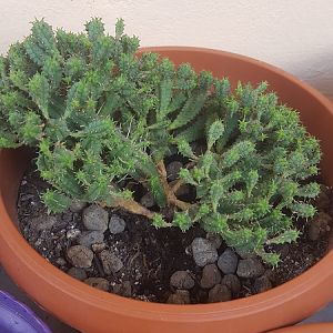 Euphorbia Submammillaris F. Pfersdorfii