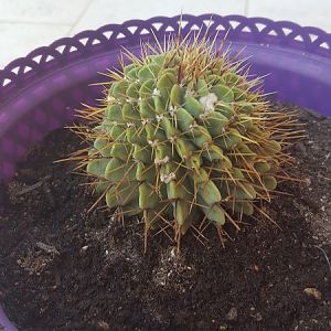 Parodia Buiningii