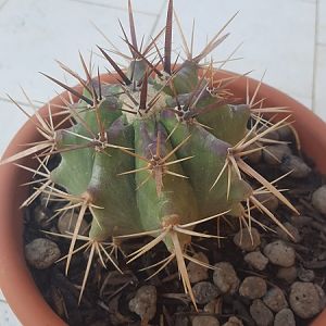 Echinocactus Platyacanthus