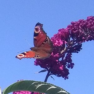 Aglais Io (la vanessa io o occhio di pavone) ad ali spiegate