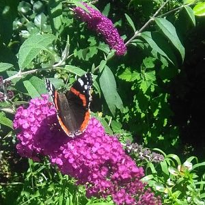 Vanessa atalanta