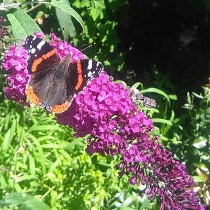 Vanessa atalanta (nota anche come Vulcano)