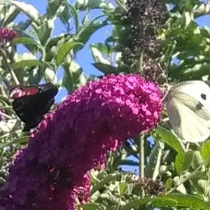 Pieris brassicae (qui con Aglais io)