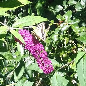 Papilio machaon (Macaone)