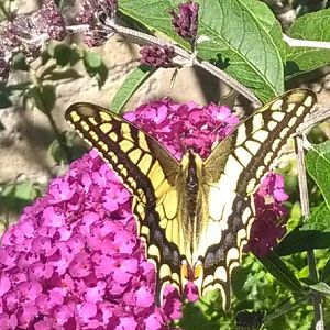 Papilio machaon (Macaone)