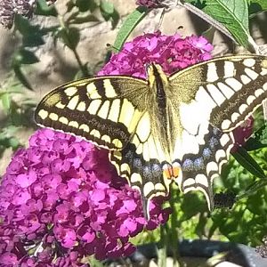 Papilio machaon (Macaone) - Famiglia Papilionidae Sottofamiglia: Papilioninae