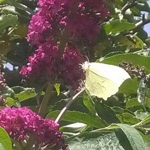 Gonepteryx rhamni (Cedronella) (femmina) .  - Famiglia: PIERIDAE Sottofamiglia: Coliadinae