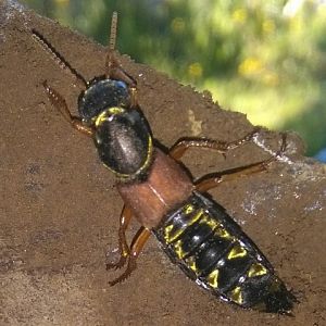 Staphylinus caesareus o S. dimidiaticornis.