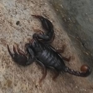 Scorpione italiano