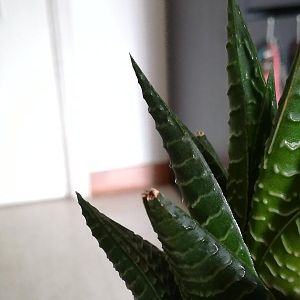 Foglie secche haworthia aiuto!