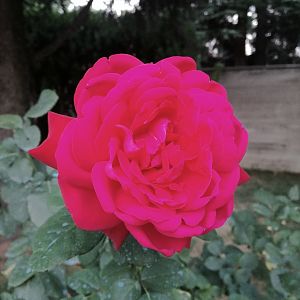 ROSA ZOOM