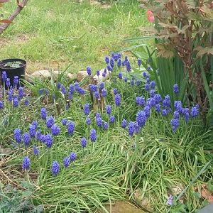 Muscari