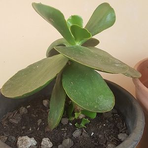 Cotyledon Macrantha