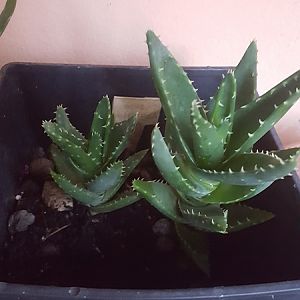 Aloe Brevifolia