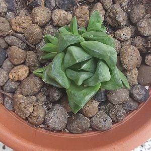 Haworthia Cuspidata