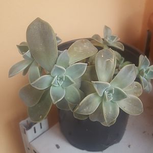 Graptopetalum Paraguayense