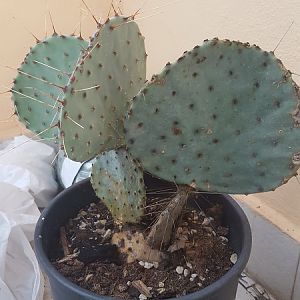 Opuntia Gosseliniana