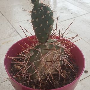 Opuntia Sulphurea