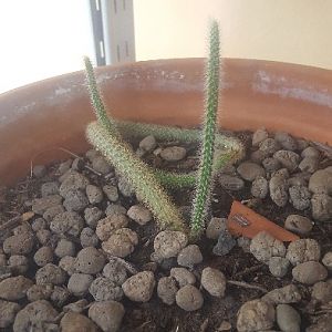 Aporocactus Flagelliformis