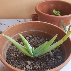 Aloe Cryptopoda