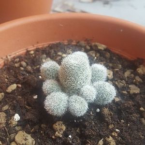 Rebutia Heliosa V. Teresae