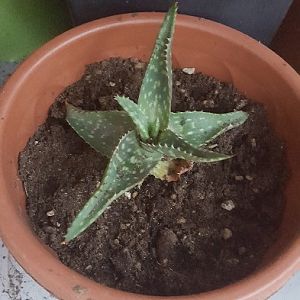 Aloe Saponaria