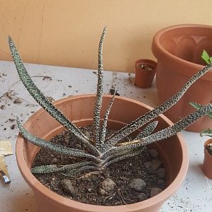 Gasteria Verrucosa