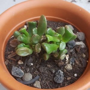 Crassula Hobbit