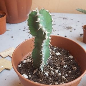 Euphorbia Polyacantha