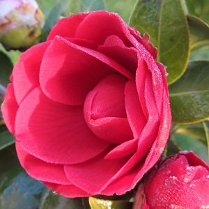 CAMELIA ROSSA