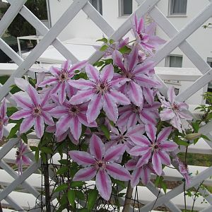 CLEMATIS NELLY MOSER