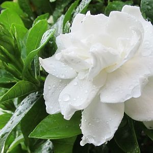 GARDENIA