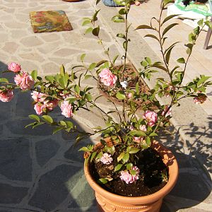 Camelia Fragrant joy