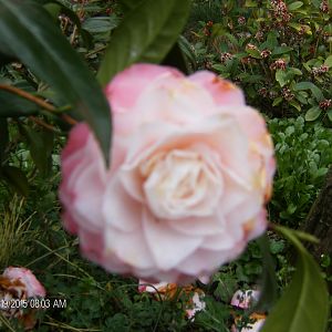 Camelia Nuccio's Pearl