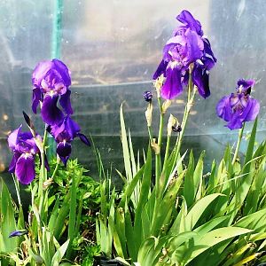 Iris Aprile 2016