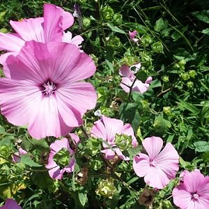 Lavatera Trimestris