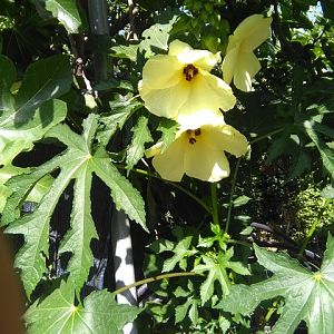 Hibiscus manihot