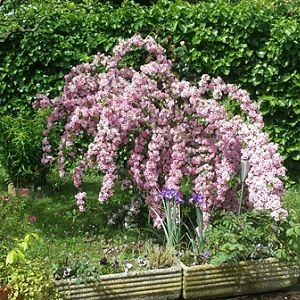 Weigelia florida