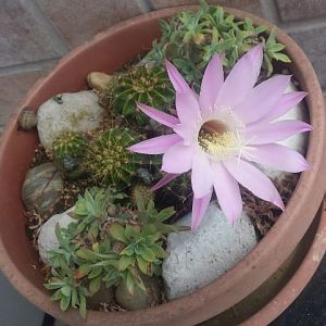 Fiore Echinopsis Multiplex