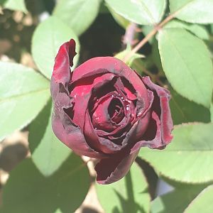 Rosa Black  Baccarà