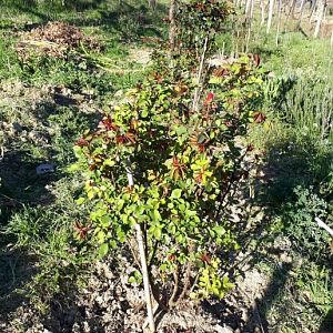 Rose in vegetazione