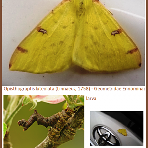 Opisthograptis luteolata (Linnaeus, 1758) - Geometridae Ennominae (Falena)