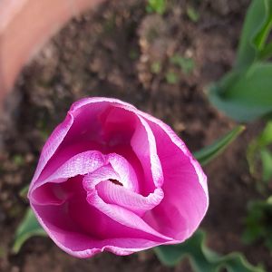 Tulipano Rosa Sfumato